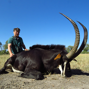 Hunting Sable Antelope in Namibia