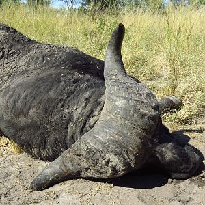 Hunting Cape Buffalo in Namibia