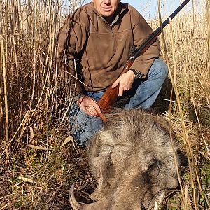 Warthog Hunt South Africa