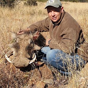 South Africa Hunting Warthog