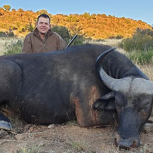 Buffalo Cow Hunting South Africa