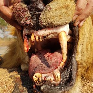 Lion Hunting Tanzania