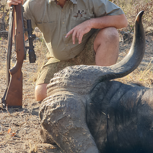 Cape Buffalo Hunt Namibia