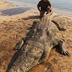 Hunting Crocodile in Namibia