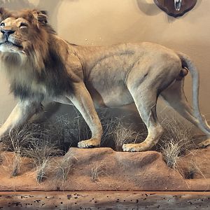 Lion Full Mount Taxidermy