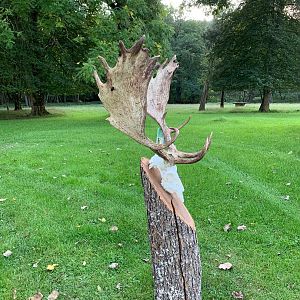 Austria Hunt Fallow Stags