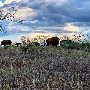 Bison Texas USA