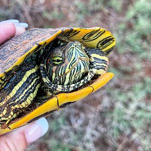 Turtle Texas USA