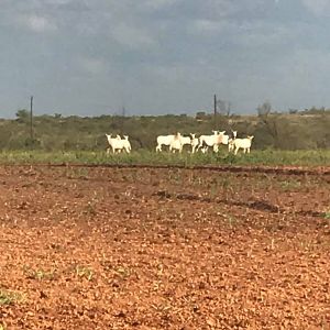 Scimitar Horned Oryx Texas USA