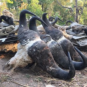 Hunting Cape Buffalo