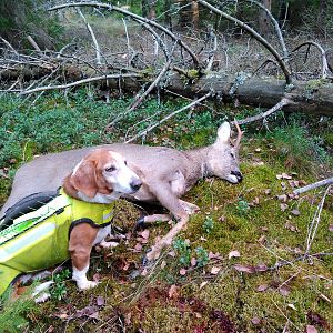 Sweden Hunting Roe Deer