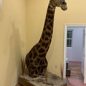 Giraffe Pedestal Mount Taxidermy