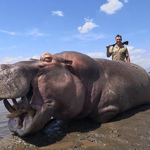 Hunting Hippo in Mozambique