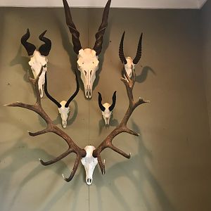 Collection of European Skull Mounts