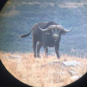 Cape Buffalo in scope