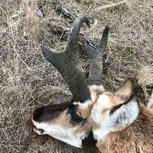 Hunting Pronghorn in Wyoming USA