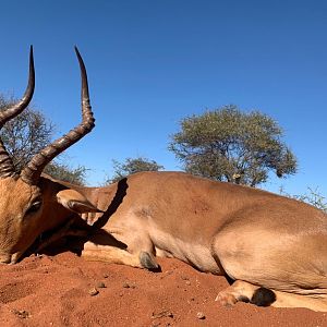 South Africa Hunt Impala