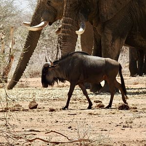 Notice the size of the elephant compared to blue wildebeest
