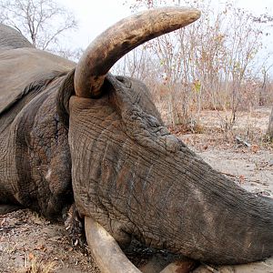 Namibia Hunt Elephant