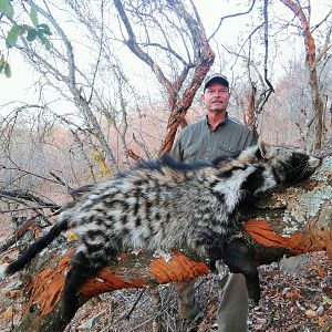 Civet Cat Hunt South Africa