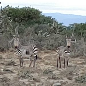 Hartmann's Mountain Zebra in South Africa