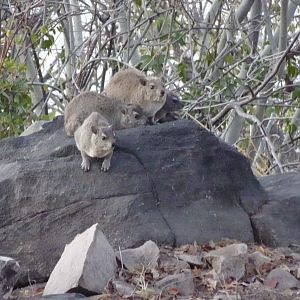 Rock Hyrax Zimbabwe