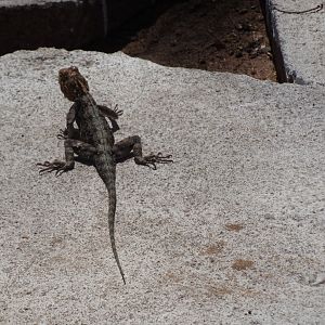 Gecko Zimbabwe