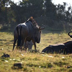 Blue Wildebeest in South Africa