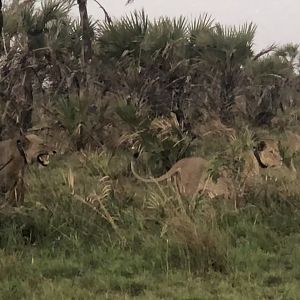 Lions in Mozambique