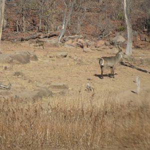 Waterbuck in Zimbabwe