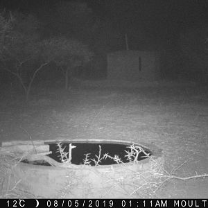 Trail Cam Pictures of Leopard in South Africa