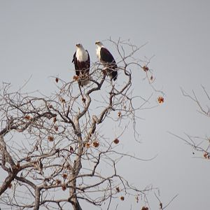 Pair of Fish Eagles in Zimbabwe