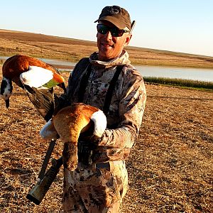 African Shelduck Collection Bird Hunt South Africa