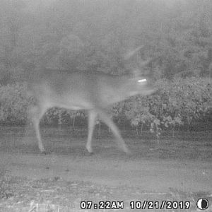 White-tailed Deer Trail Cam Pictures