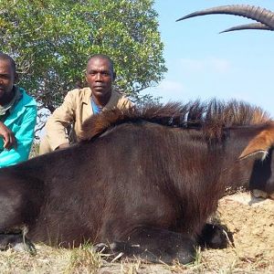 Mozambique Hunting Sable