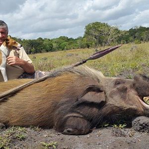 Hunting Bushpig in Mozambique