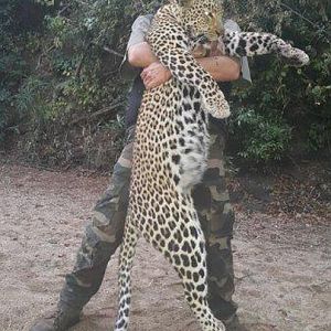 Hunt Leopard in Mozambique