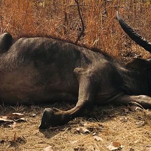 Australia Hunt Asiatic Water Buffalo