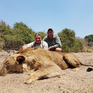 Mozambique Hunt Lion