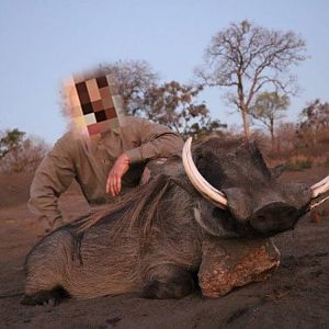 Hunt Warthog in Mozambique