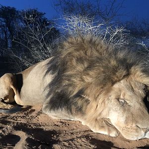 South Africa Hunting Lion