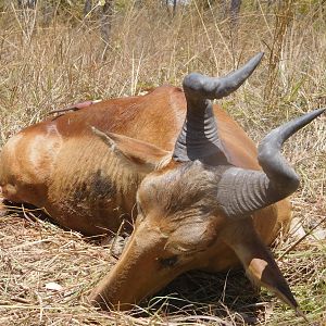 Hunting Western Hartebeest in Tanzania