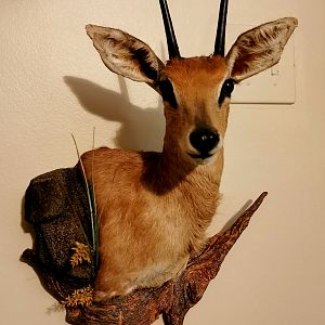 Steenbok Wall Mount Taxidermy