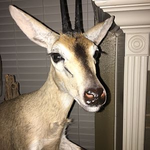 Duiker part of a Kudu,  Steenbok & Duiker Pedestal Mount Taxidermy