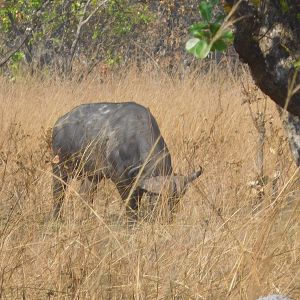 Cape Buffalo Tanzania