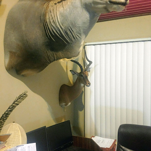 Eland Shoulder Mount Taxidermy