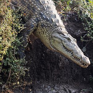 Crocodile Mozambique