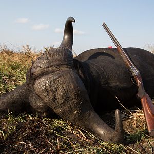 Hunt Buffalo in Mozambique