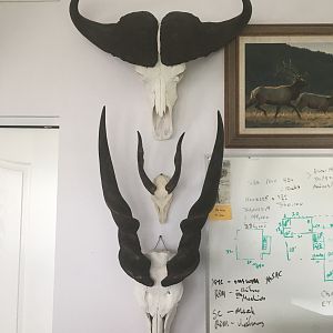 Cape Buffalo Bushbuck & Eland European Skull Mounts Taxidermy