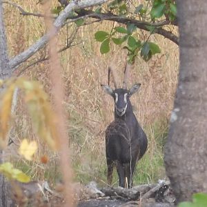 Sable Antelope Tanzania